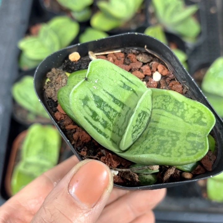 蜗牛硬叶多肉植物
