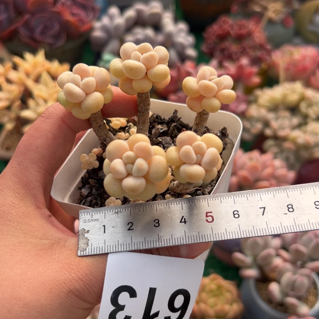 小*?613 多肉植物组合盆栽