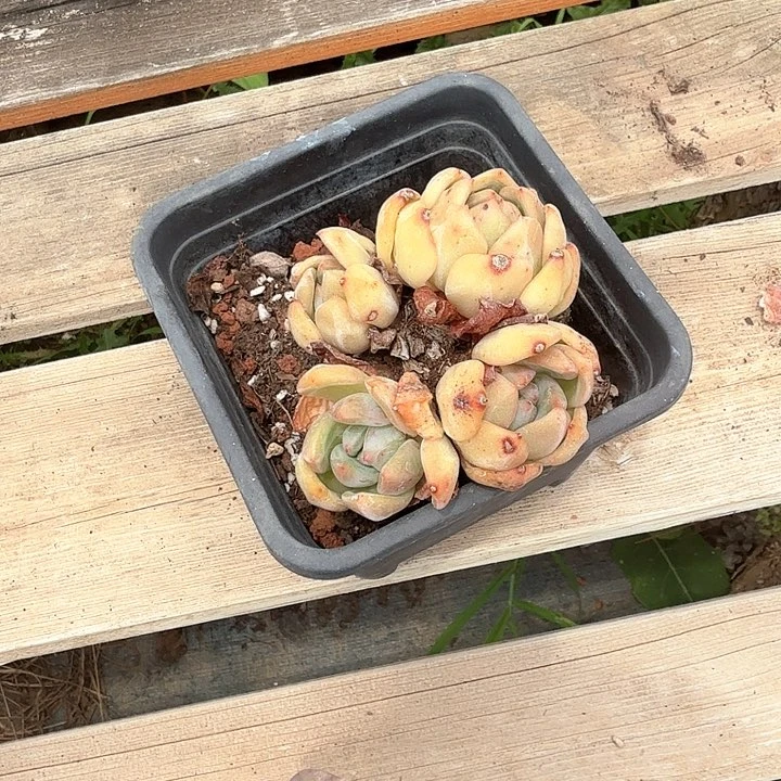 来*来香槟老桩福利出好养