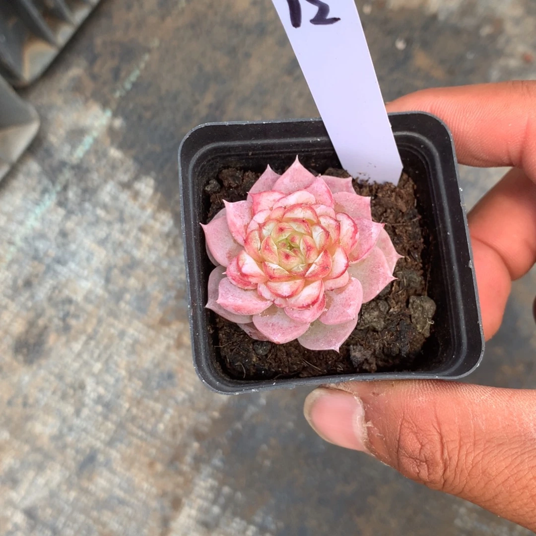 清乾隆皇帝诏建大
