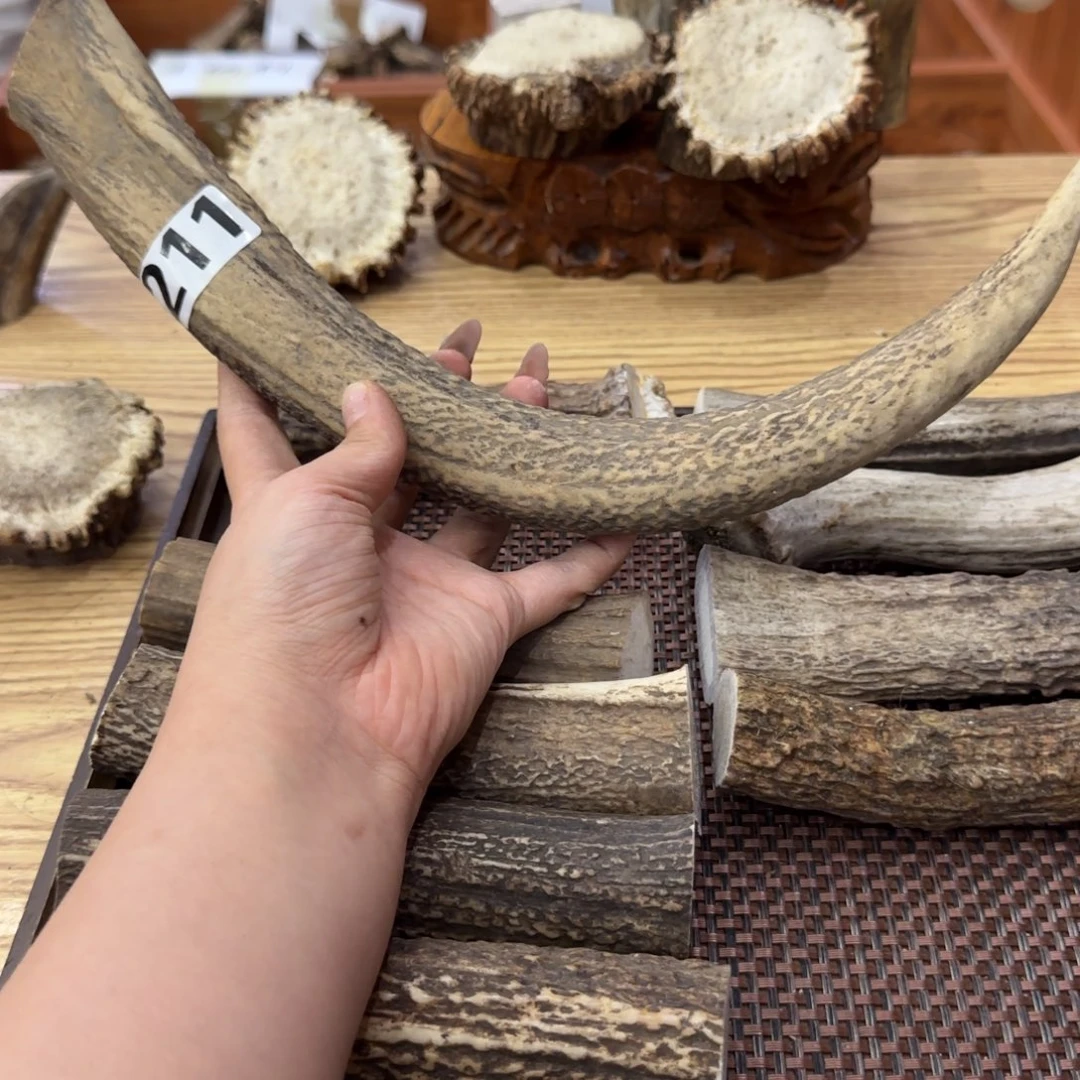 其他鹿骨211马鹿角