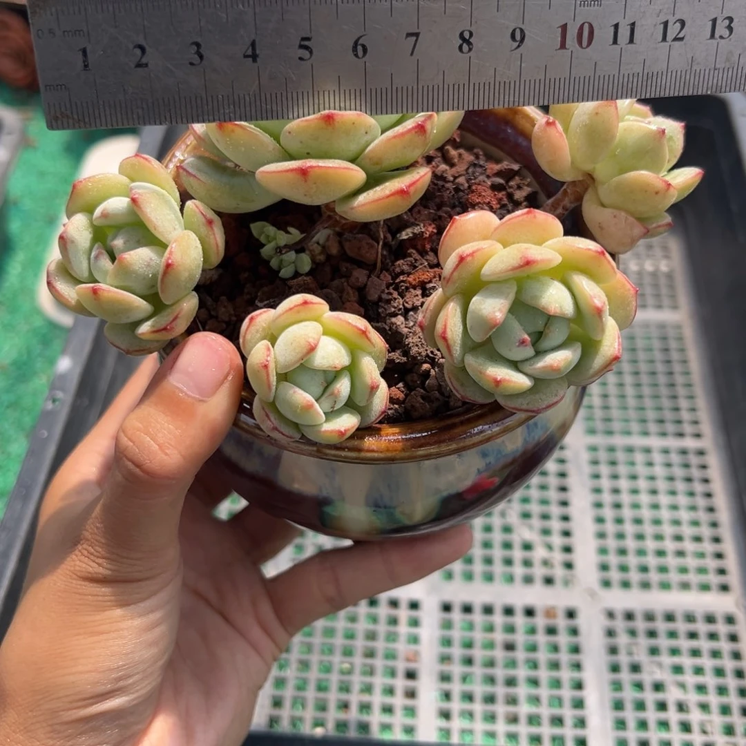 表妹精品多肉植物6447.