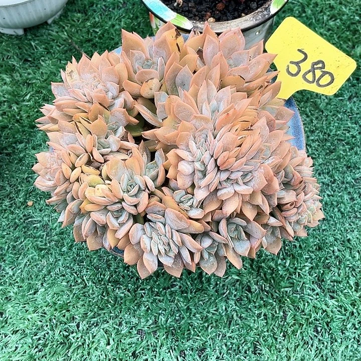 提拉米苏380号码牌子的话