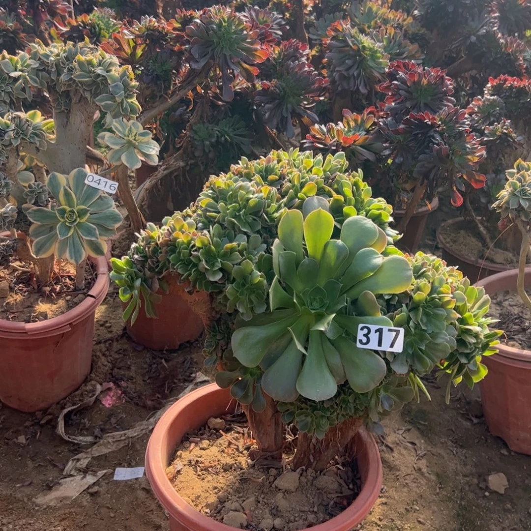 玫瑰缀317宽高37厘米