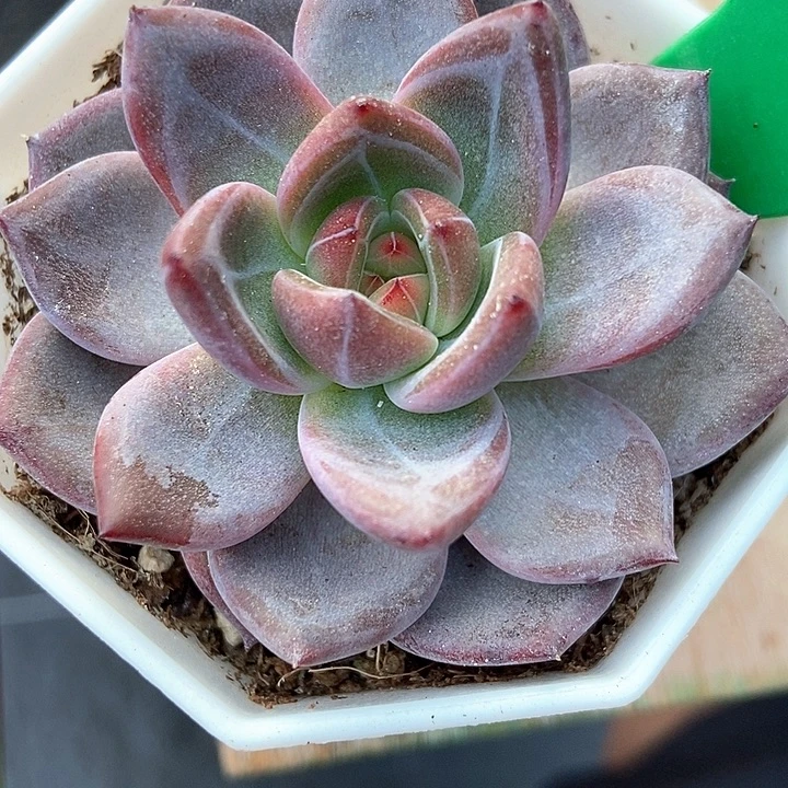 多肉植物夜魔侠843多肉