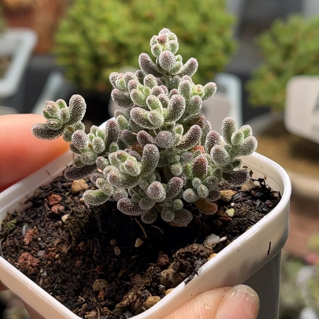 34扦插冰钻优选枝干