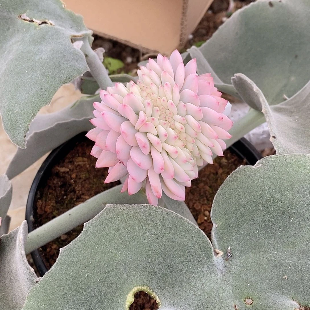 星影锦多肉植物老桩