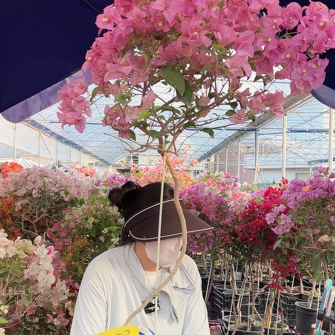 用***我大部分花苞少量开放B73赛佛里