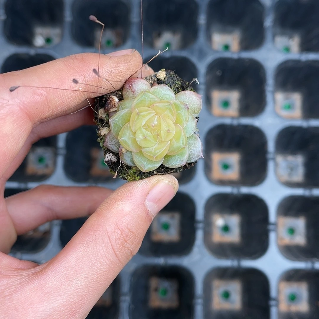 精品多肉一物一拍20-158