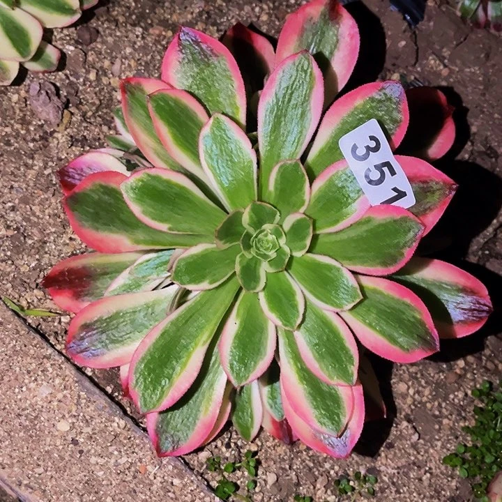 351女妖多肉植物处理不售后