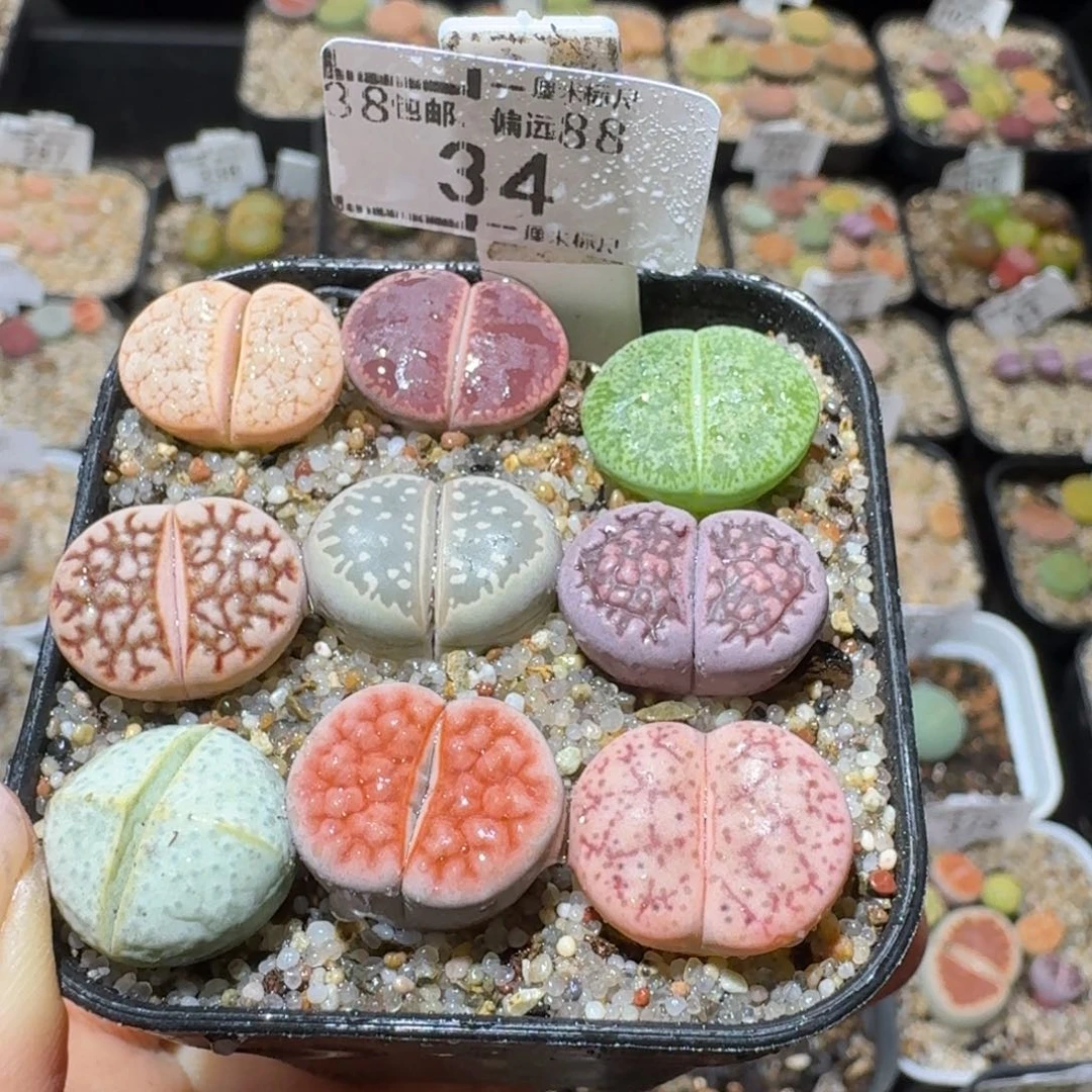 Sss捡漏清仓了34彩