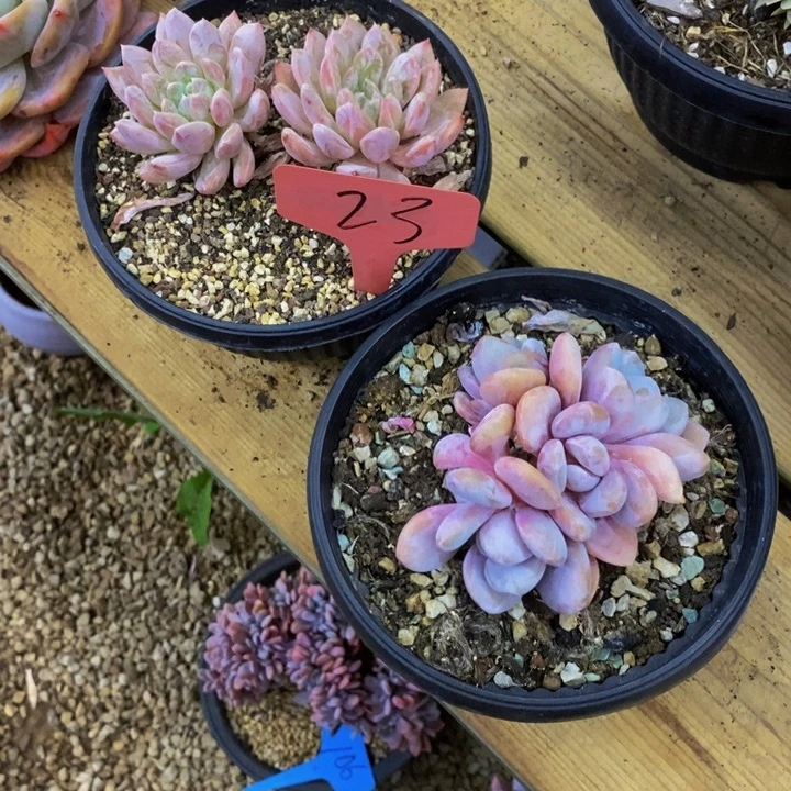 花***主我都想吃的呀哈嘛