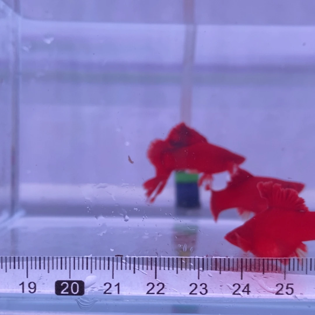 红剑鱼红剑1公2母扇尾