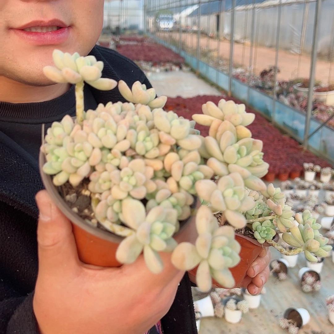 奶酪蛋糕多头精品多肉