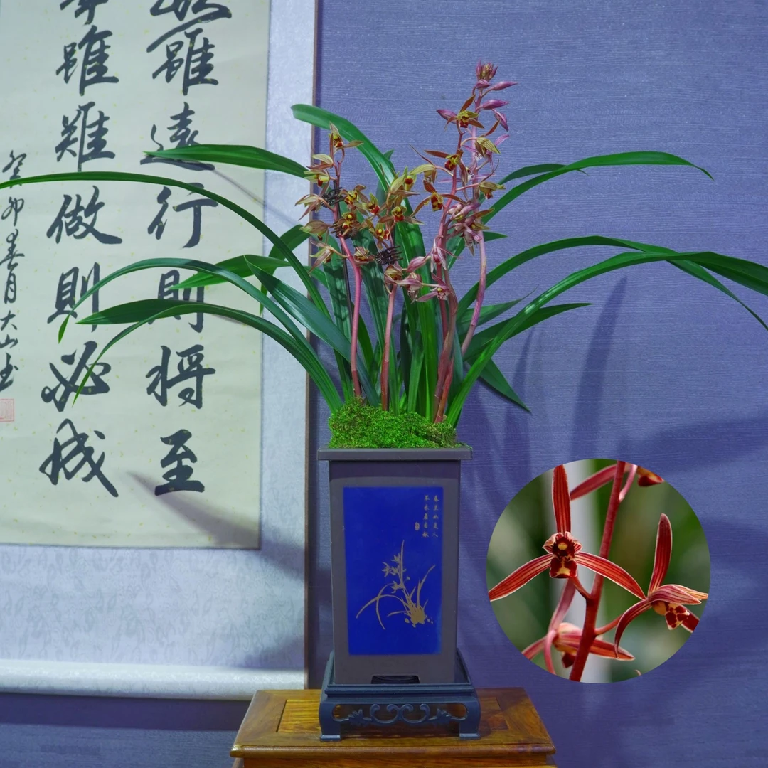 兰花[香香公主]浓香型带国风盆种好勤花勤芽好养易活