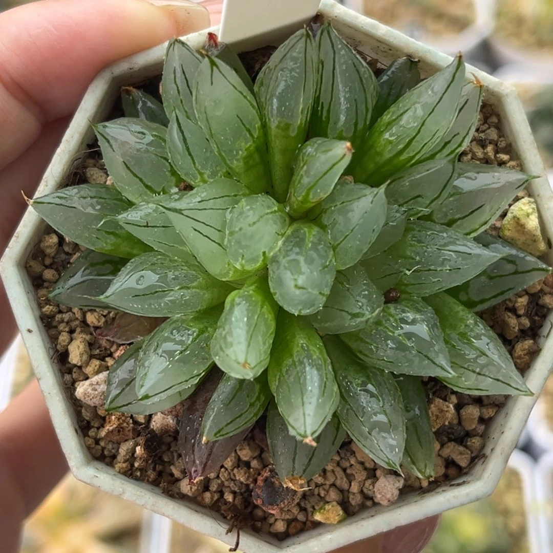 16西亚姬十二卷多肉