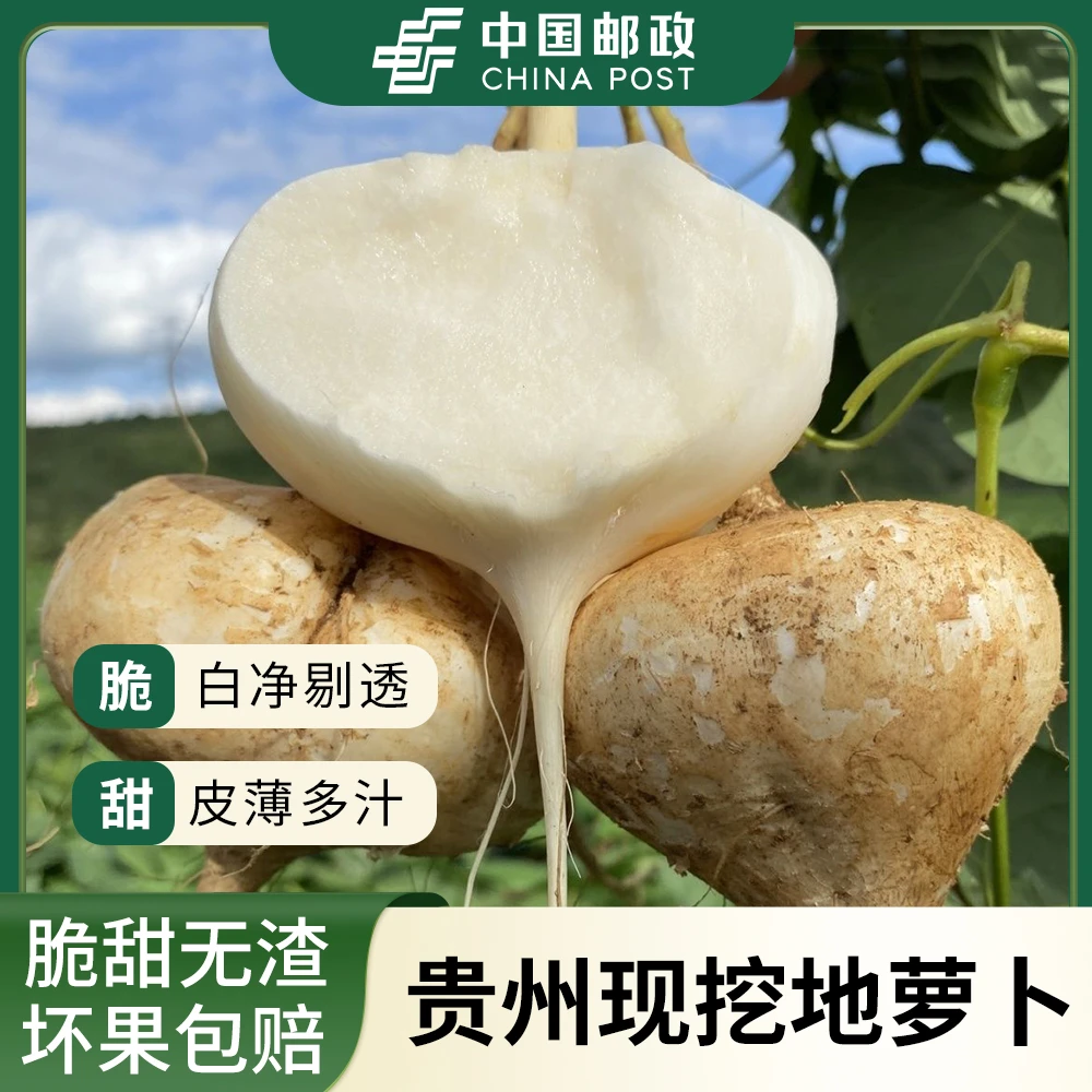 【贵州地萝卜】凉薯地瓜新鲜现挖3/5/9斤脆甜鲜嫩多汁可生吃