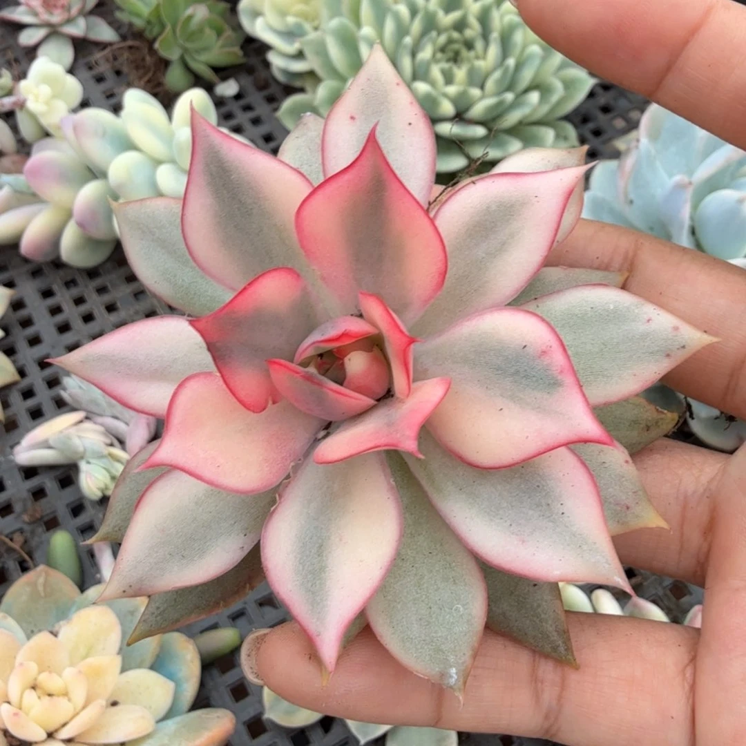 大锦边不绿丝脸的价格锦