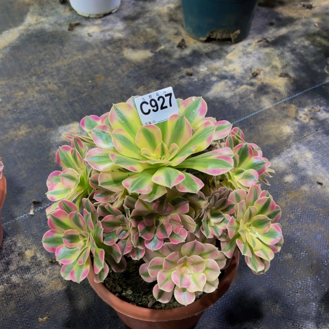 【闪购商品】92700粉女郎