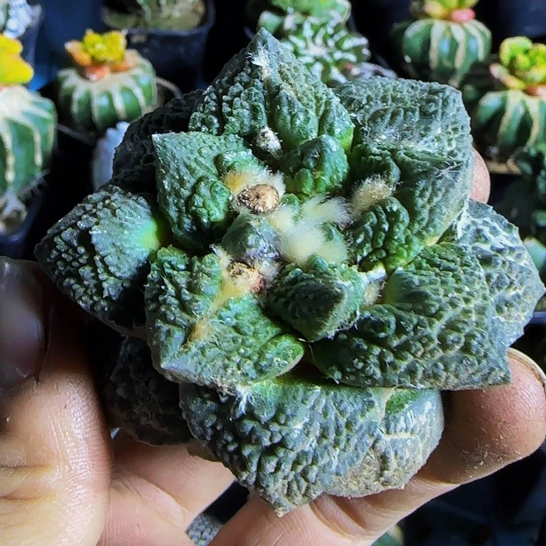 哥斯拉无根得309