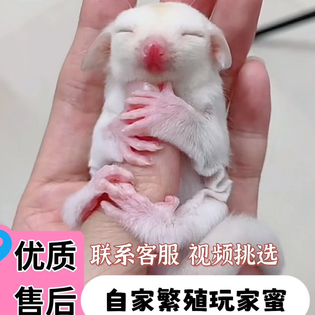 澳洲蜜袋鼯活宠蜜袋鼬活物幼崽白脸马赛克宝宝网红小飞鼠宠物包邮