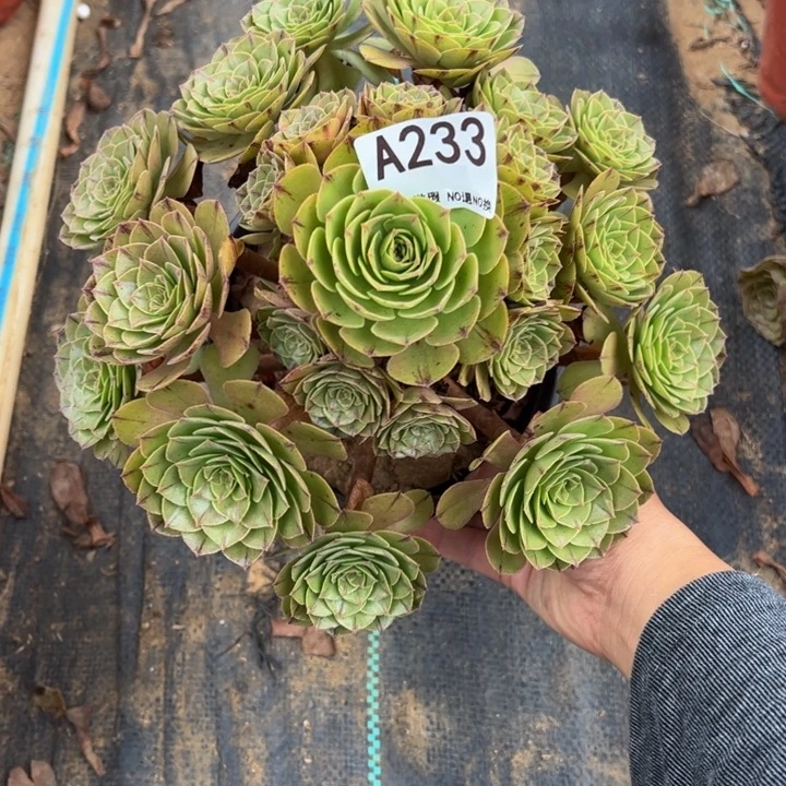 万拉丝多肉植物233.
