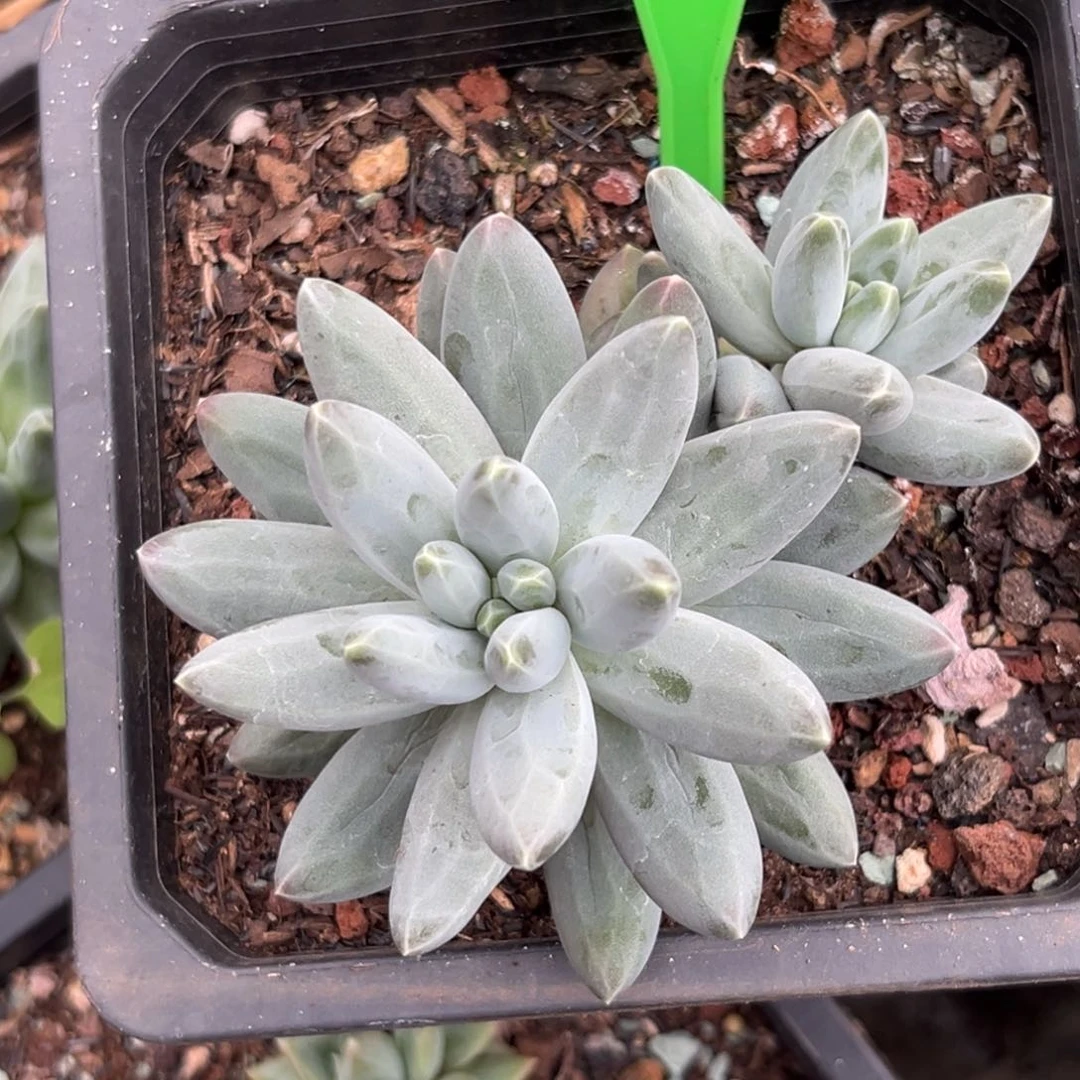 小*?伊卡鲁斯个体多肉植物560