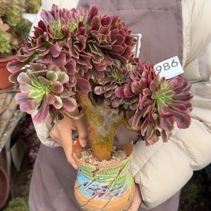 美杜莎法师锦缀化986