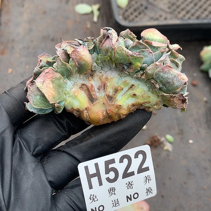 白凤缀化 自然群非偏远38包邮 节后发