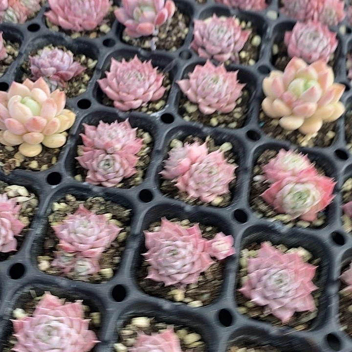 85-86 多肉植物盆栽花卉