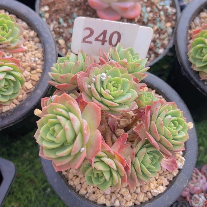 健健康康平平安安