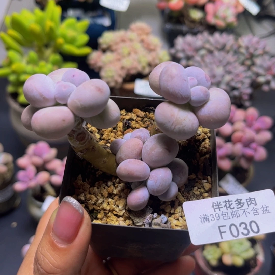 芭比奶酪030/7cm多肉