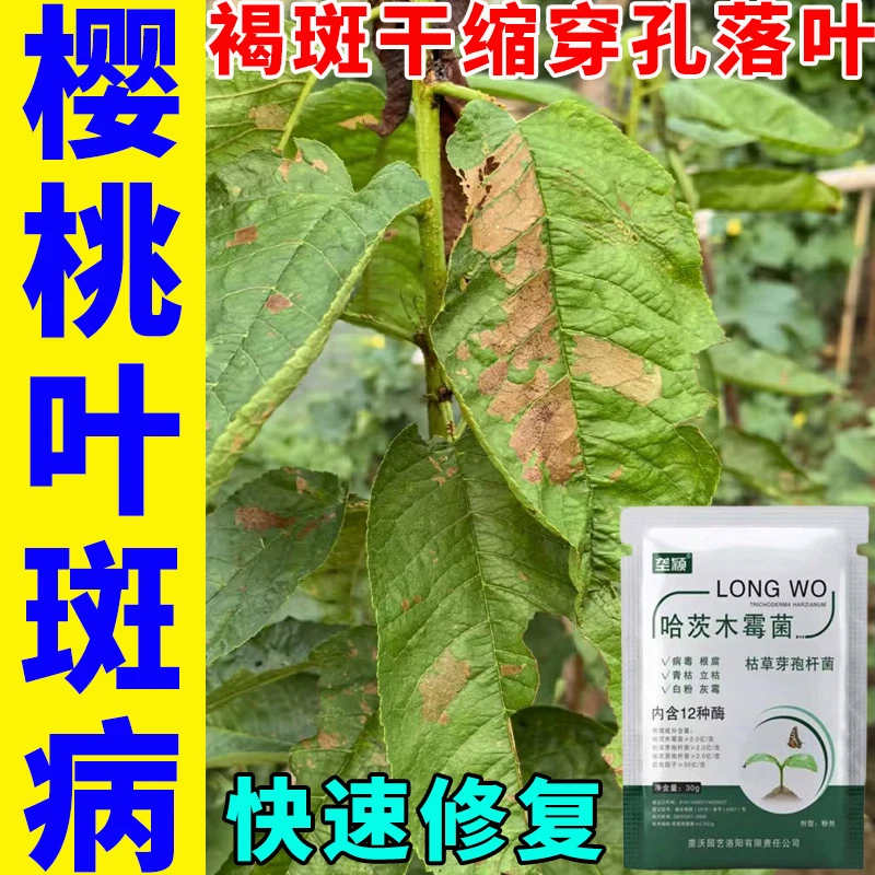 樱桃叶斑病专用肥褐斑干缩穿孔落叶炭疽病流胶病黑斑病褐腐病根腐