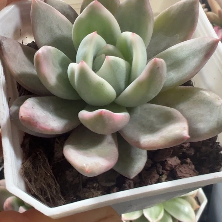 香槟锦多肉植物量