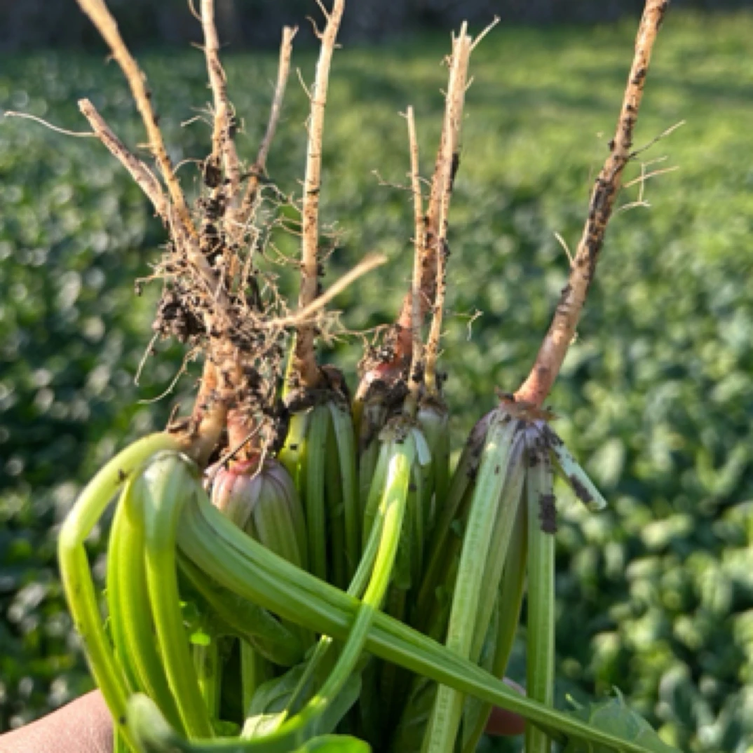 高山蔬菜现摘现发菠菜