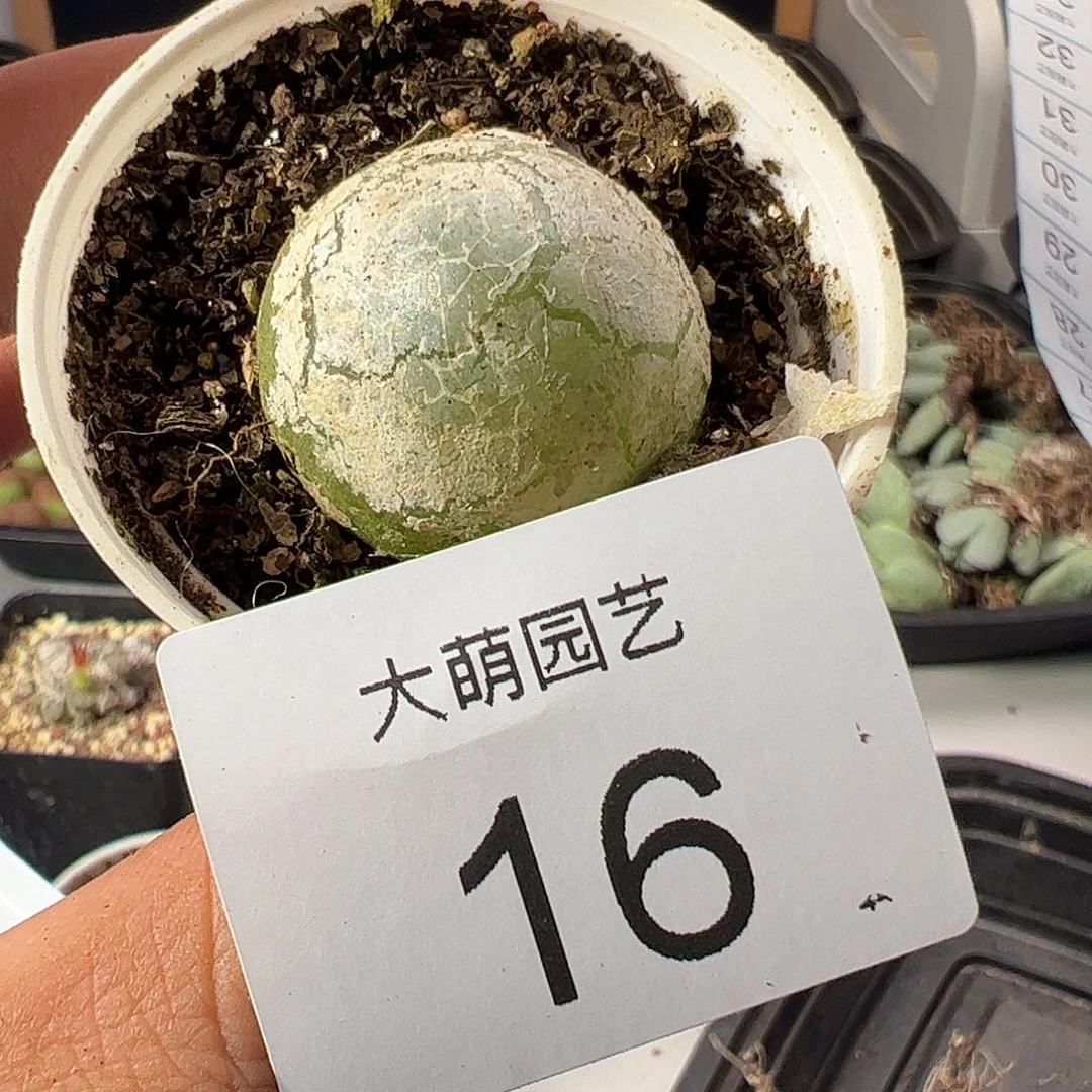 一物一拍带盆土发。  16