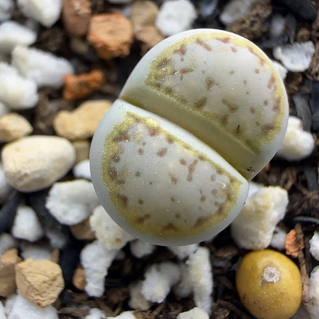 004金边饼干清框福利30包邮