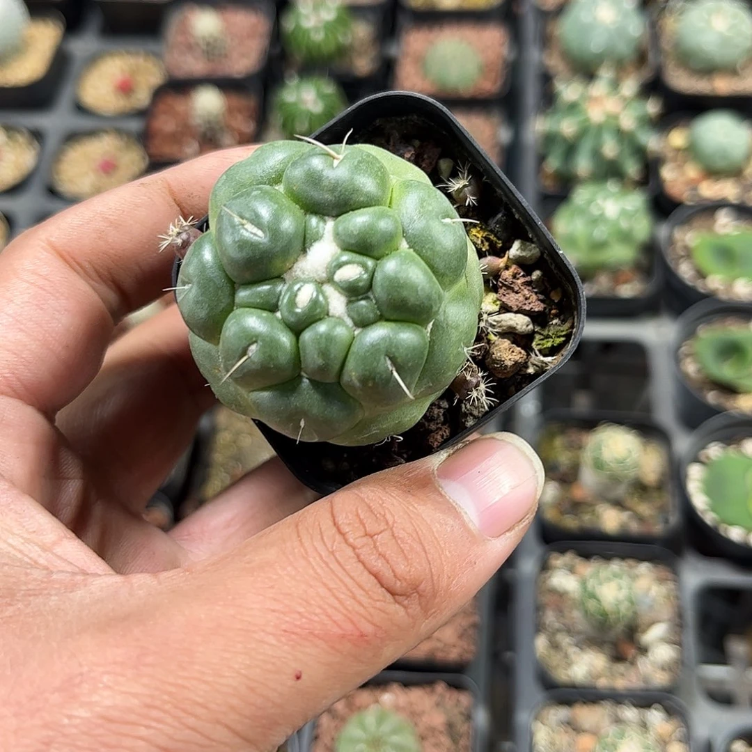 蜘蛛眼象牙单头发货单头