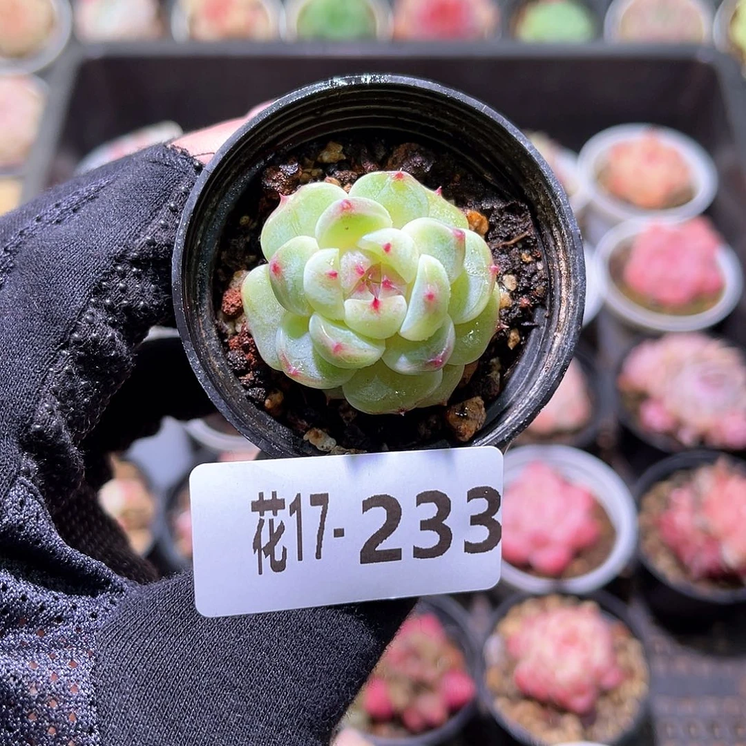 花利美17-233新品单头