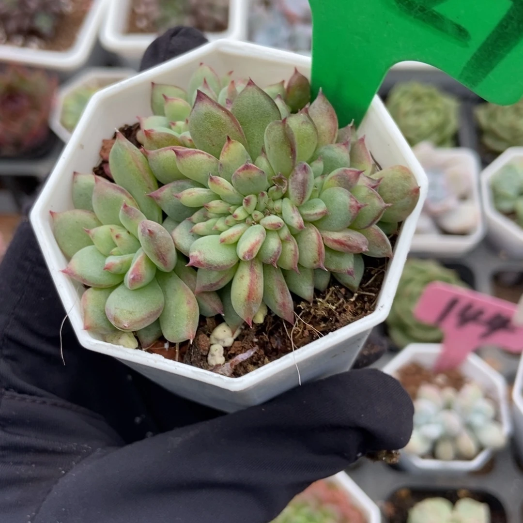 2027拉糖缀多肉植物