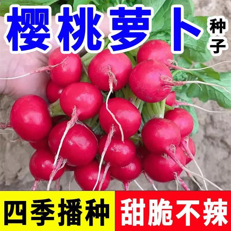 【全店满5包包邮】四季樱桃小萝卜种子 迷你萝卜