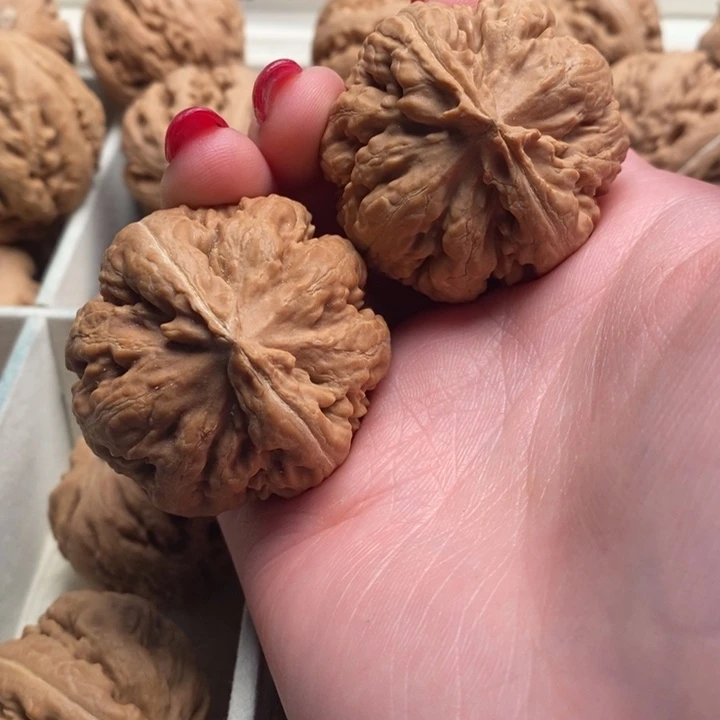 *****霸王龙全品无修一刀没动