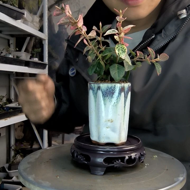 清*小盆景小植物一物一拍262