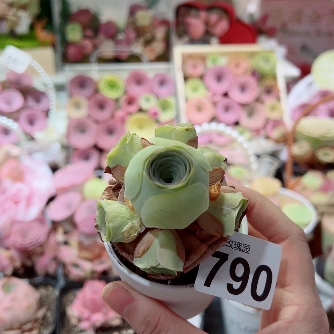 790小黄包群。 一物一拍