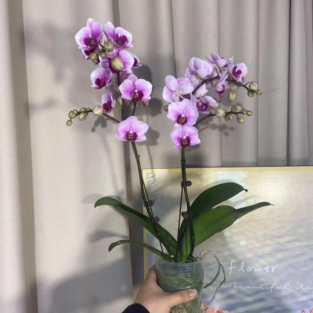 蝴蝶兰（绝代双骄）不带盆单苗双花剑 优雅精致鲜花室内花好养活