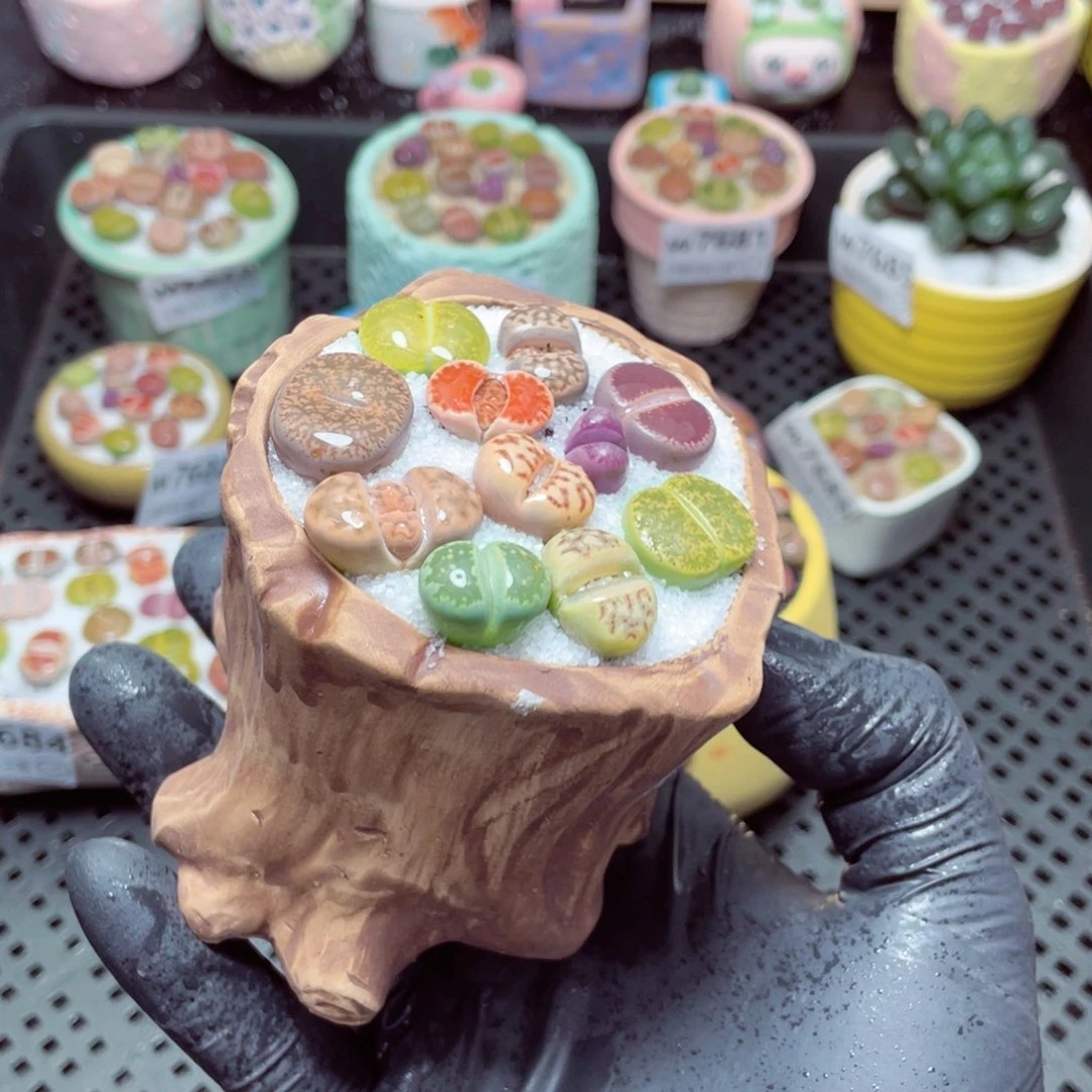 w7688--带盆土发货，零下地区拍保温箱