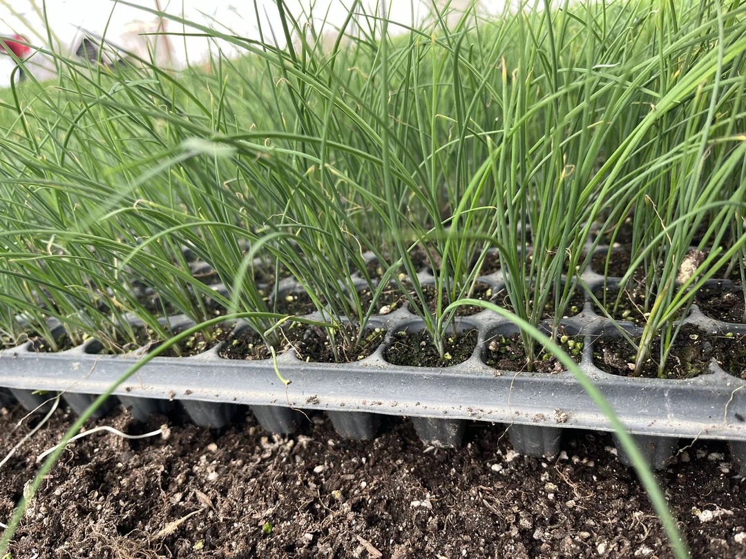红根韭菜苗，新疆焉耆大棚直发种植盆栽阳台