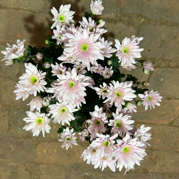 140粉菊花室内室外带花