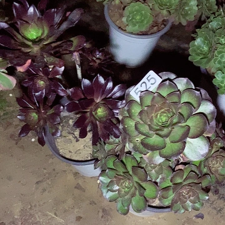 美金玫瑰送黑法师多肉525多肉