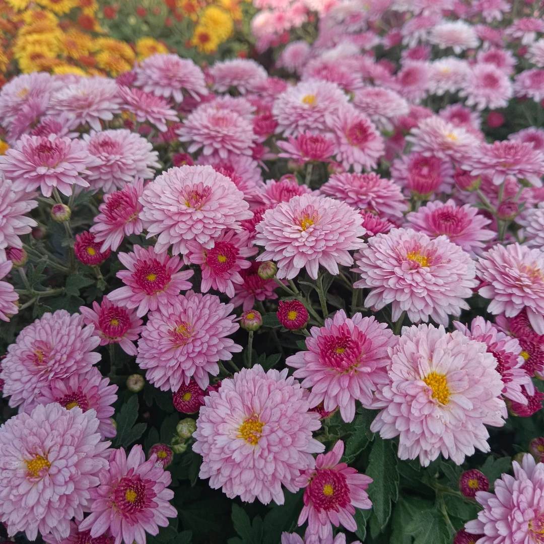 千头菊1.5加仑【草莓甜心】庭院阳台室内室外好种花卉